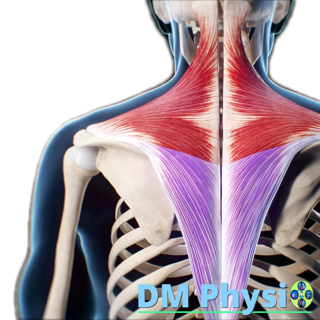 Изображение на трапецовиден мускул